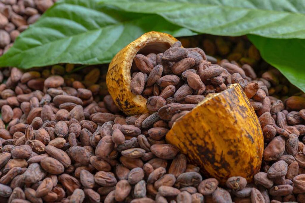 cocoa exporters