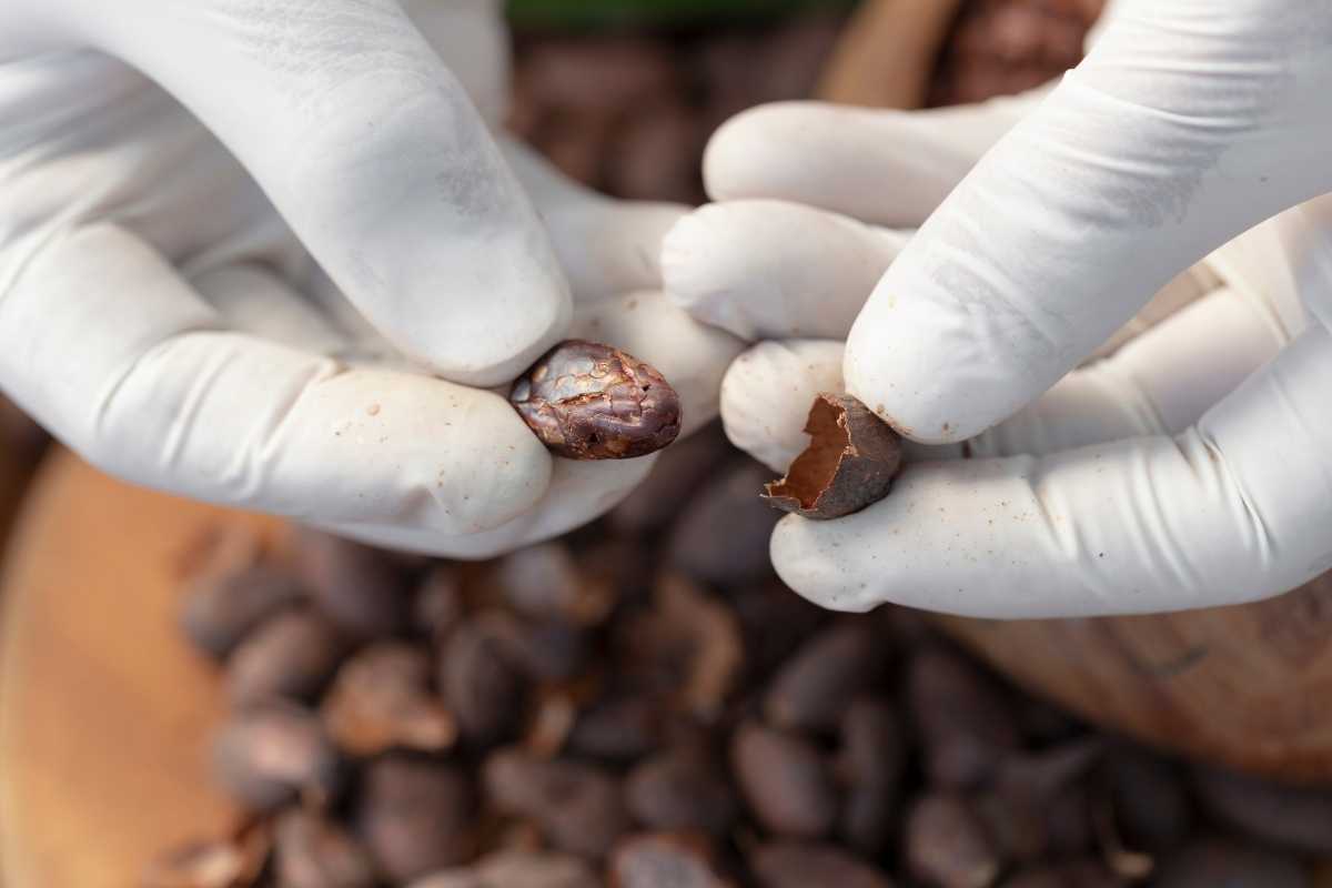 Cocoa Manufacturing: From Bean to Chocolate - Indonesian Cocoa Powder 