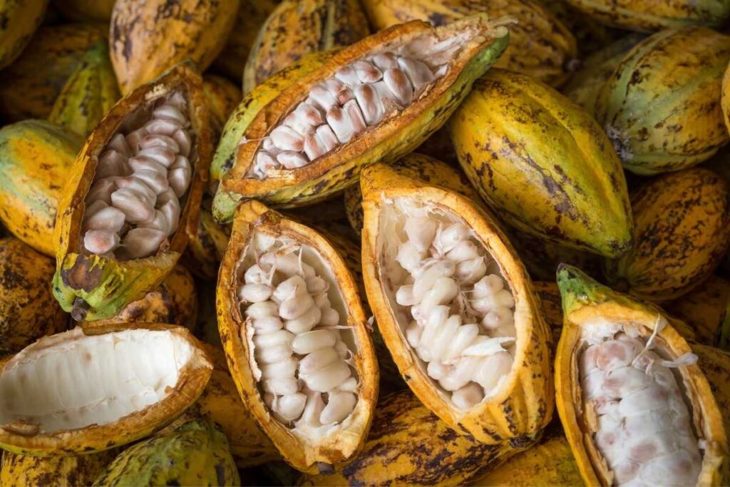 raw cacao beans suppliers