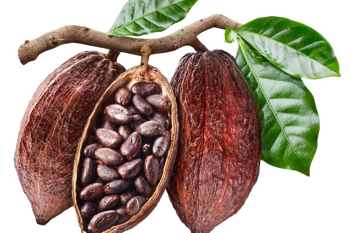 What is Cocoa Rouge? Guittard's Unsweetened Powder - Indonesian Cocoa ...